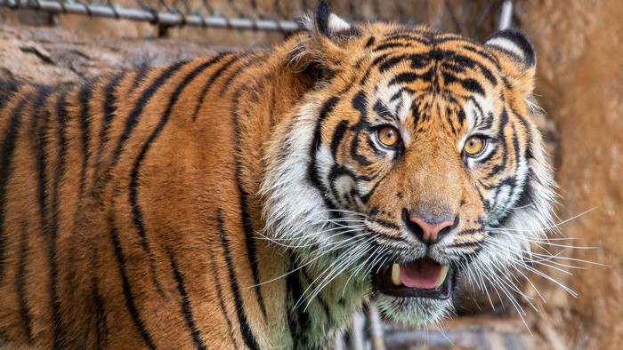 Tiger with open mouth and whiskers