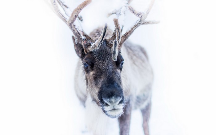 Reindeer with snow-covered antlers in a white background