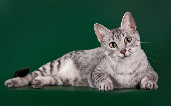 Egyptian Mau cat lying down