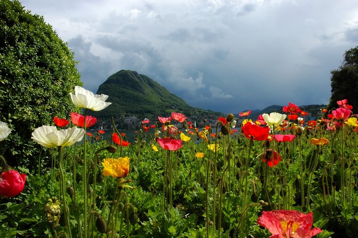Poppy field with Lugano and mountains in Switzerland