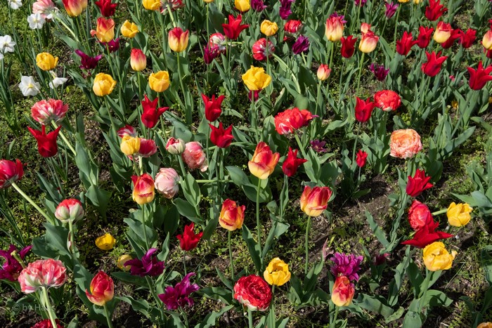 4K Multicolor Tulips Many