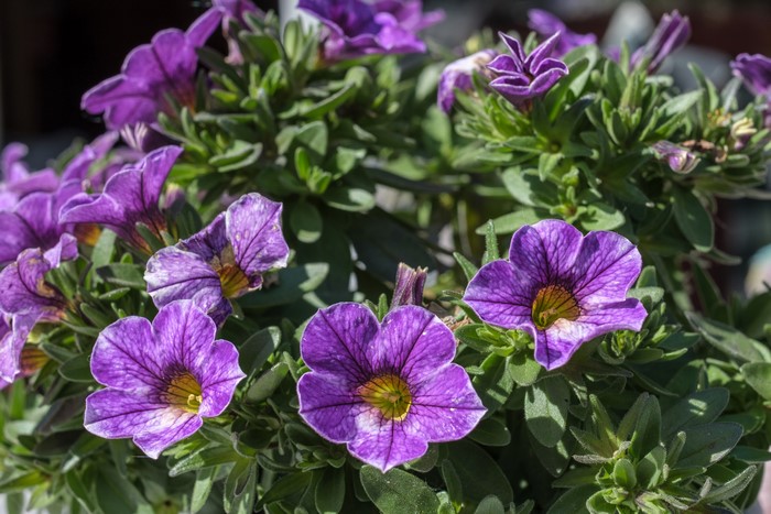 Purple Petunias in Bloom