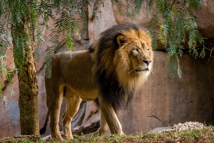 Majestic Lion in Natural Habitat 4K