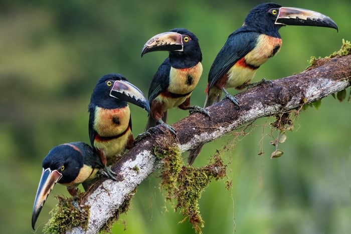 Four Collared Aracari Toucans on a Branch