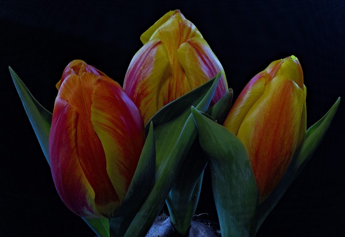 Three variegated tulips on a black background