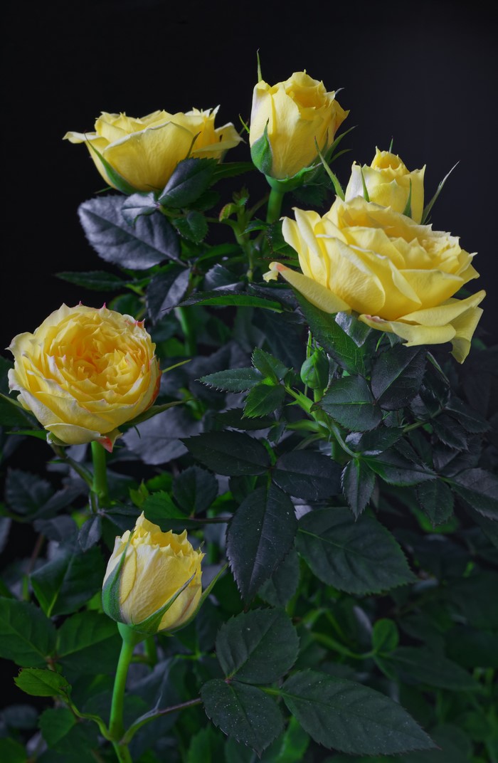 Yellow roses with dark green leaves on a black background