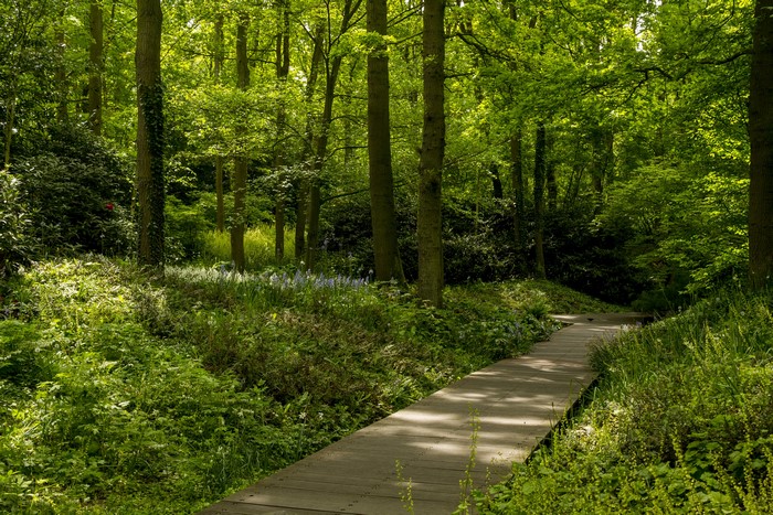 Wooden path through a green forest with trees
