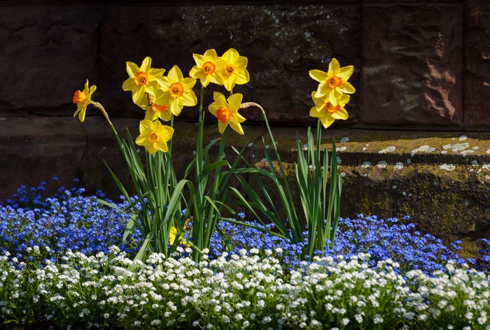 Yellow Daffodils and Blue Forget-Me-Nots in Bloom