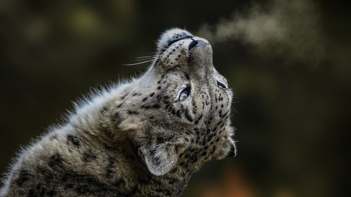 Snow leopard exhaling vapor