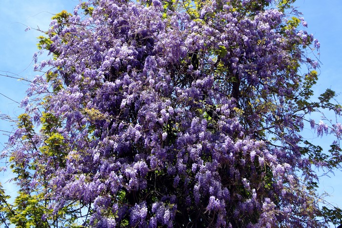 Wisteria flowers on branches against blue sky