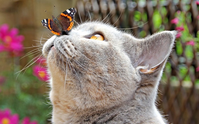 A butterfly lands on a grey cat's nose