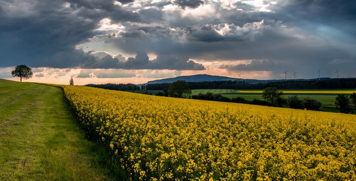4K Rapeseed Fields with Stormy Sky