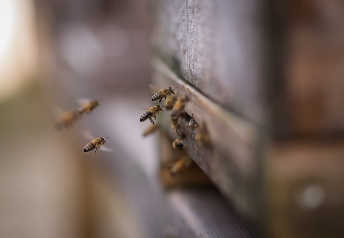 Bees flying around a beehive entrance