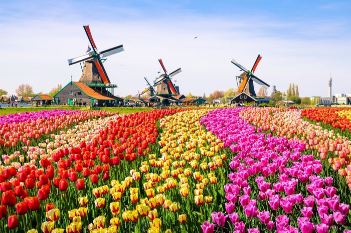 Tulip Fields and Windmills in Bloom