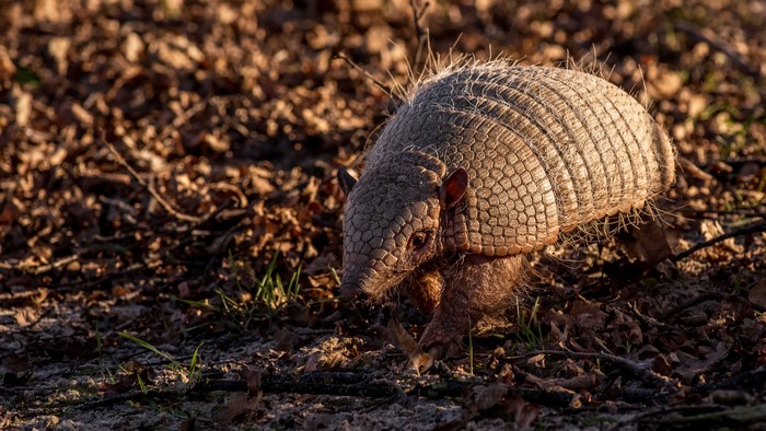 Armadillo walking on forest floor