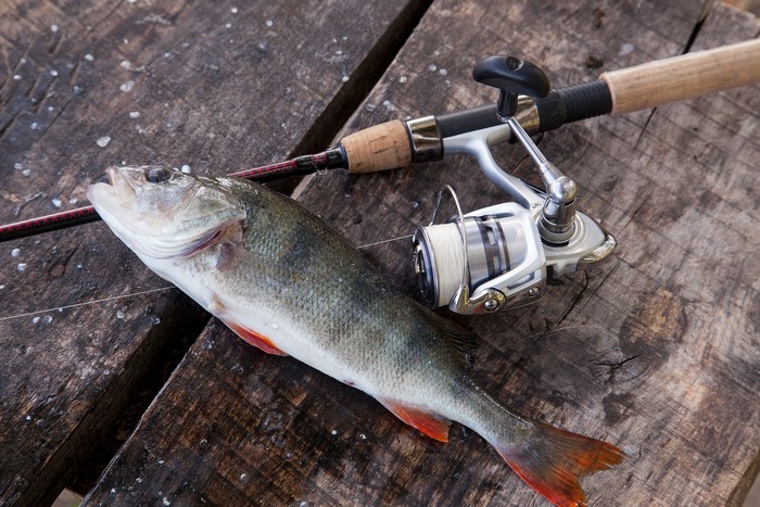 European perch and fishing rod on wood planks