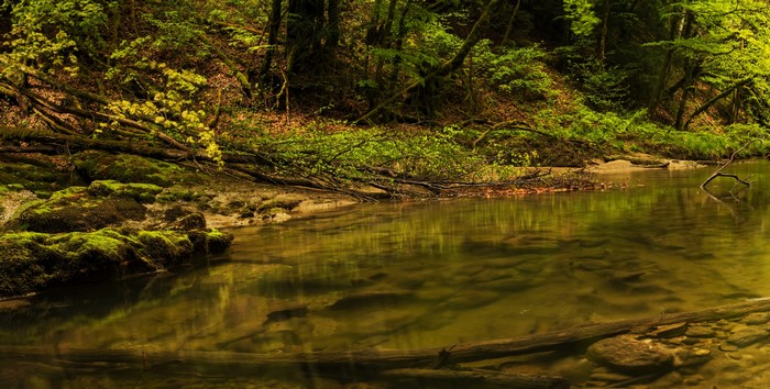 Forest stream with mossy stones in Orbe, Switzerland