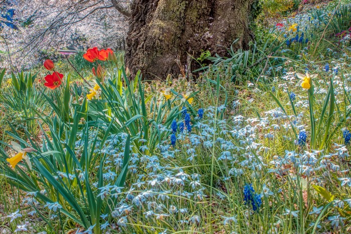 Spring flowers including tulips and daffodils near a tree