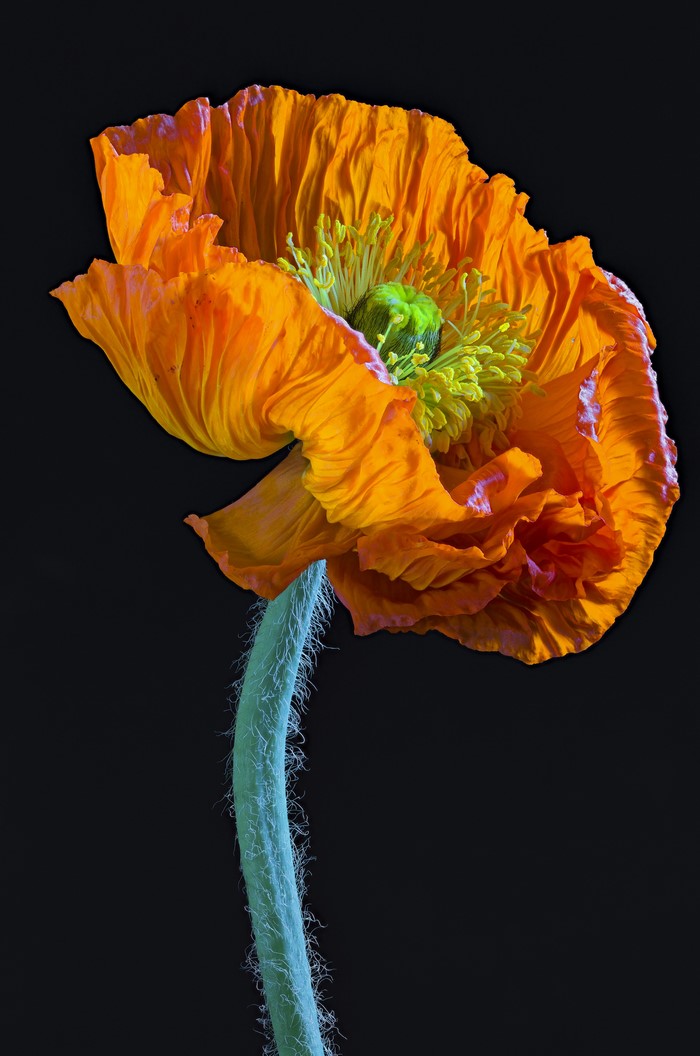 Orange Poppy Flower Closeup on Black Background