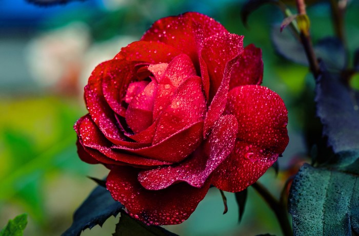Red rose with water drops