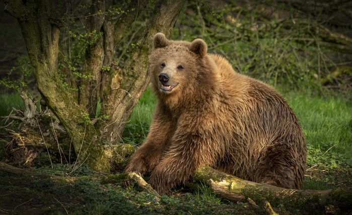 Brown bear sitting in a forest