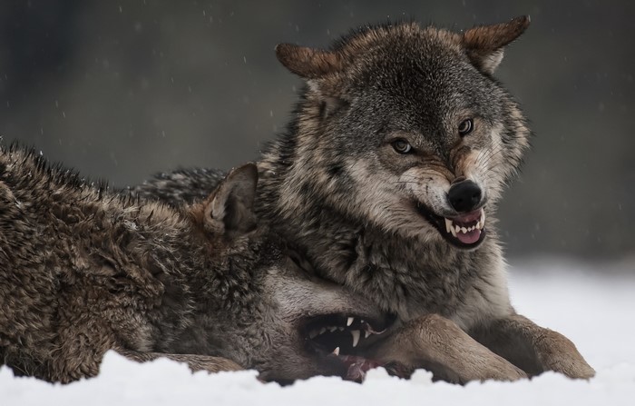 Two wolves snarling in the snow