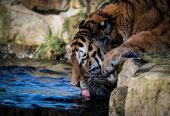 Tiger drinking water from a stream