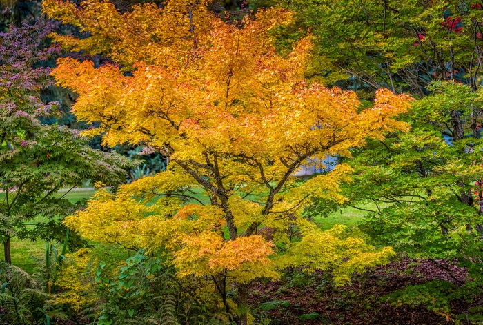 Autumn Japanese Maple Trees in VanDusen Botanical Garden