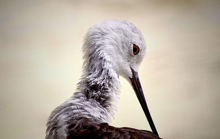 Close-up of a Black-winged stilt bird