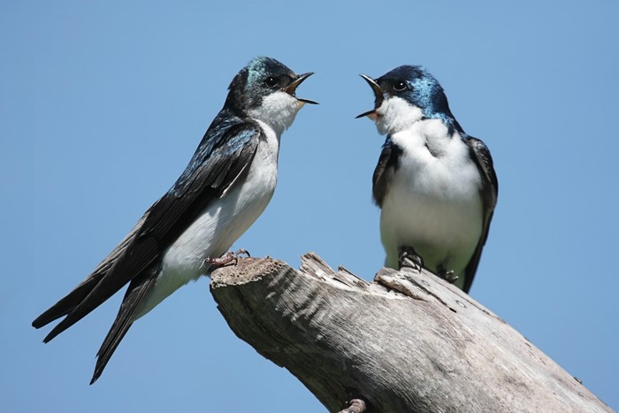 Two Tree Swallows perched on a branch