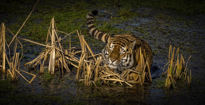 Tiger in a swamp with reeds