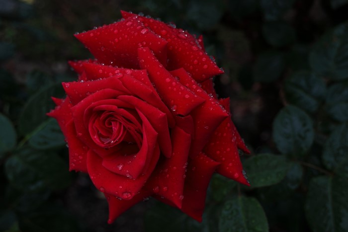 Red rose with water drops