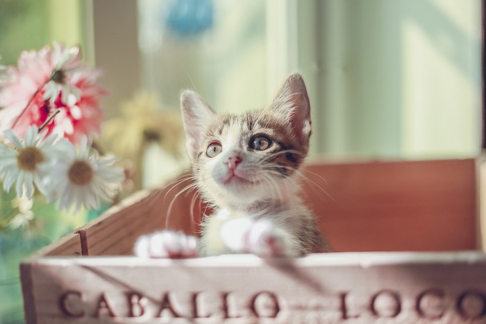 Kitten in a wooden box with flowers