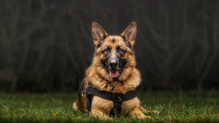 German Shepherd dog lying on grass