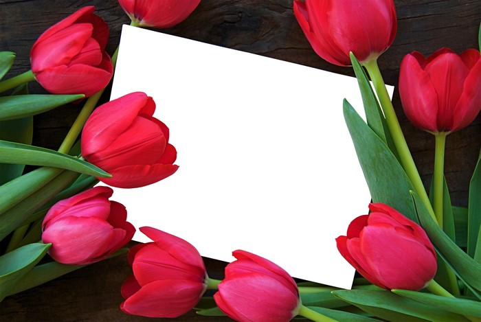 Red Tulips Bordering a Blank White Card
