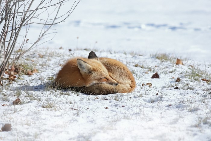 Red fox sleeping curled up in the snow