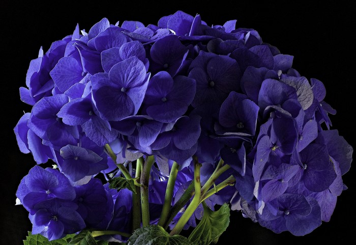 4K Blue Hydrangea Closeup on Black Background