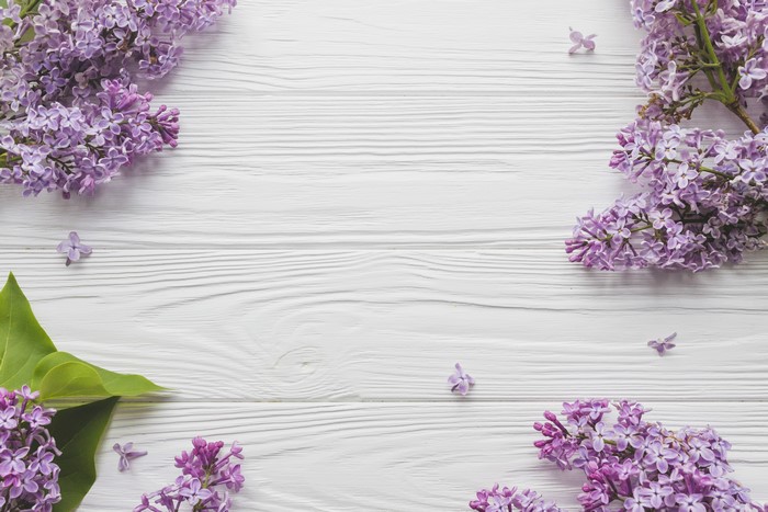 Lilac flowers on white wood planks