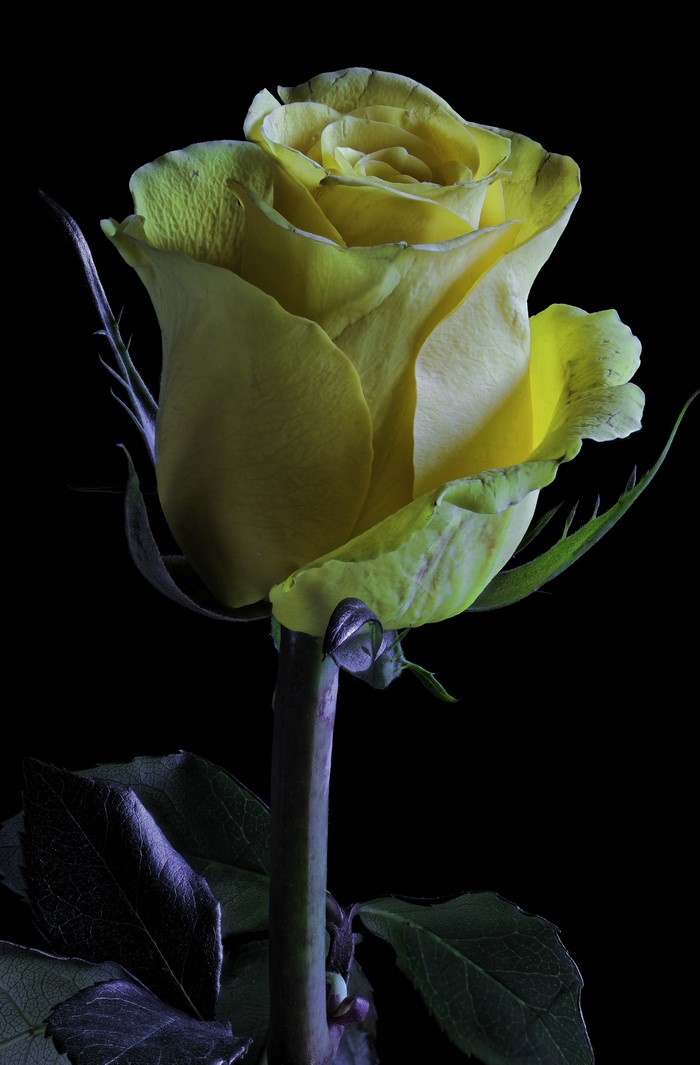 Yellow rose with dark leaves on black background