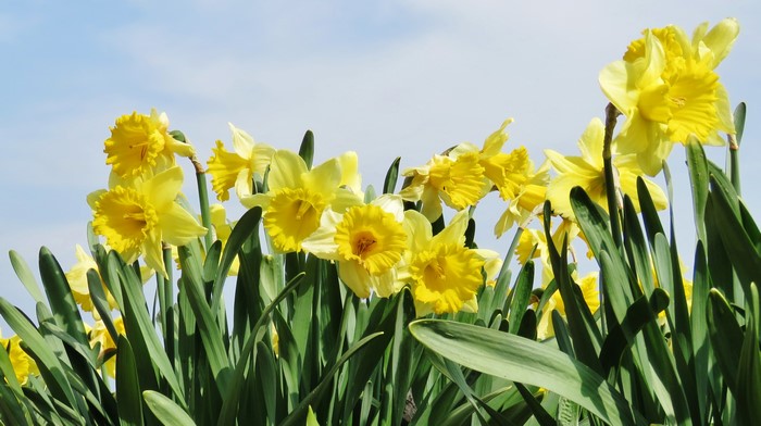 Yellow Daffodils Blooming Under a Blue Sky