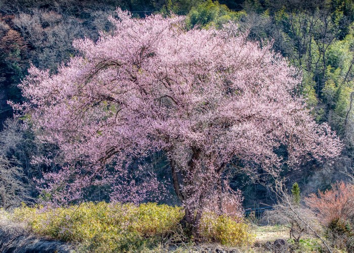 A large cherry blossom tree in full bloom