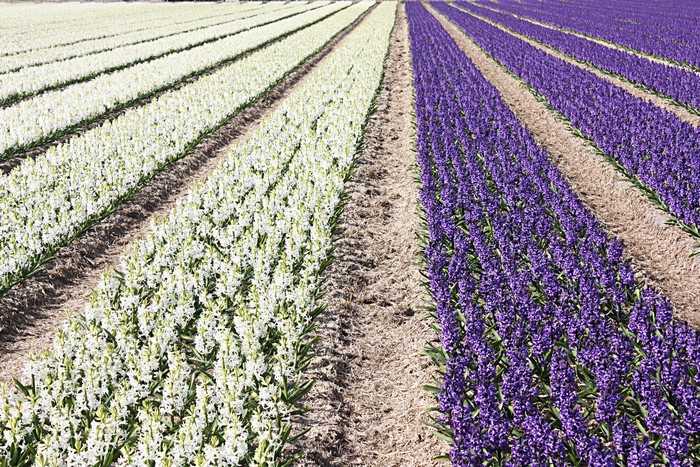 Rows of White and Purple Hyacinths in a Field