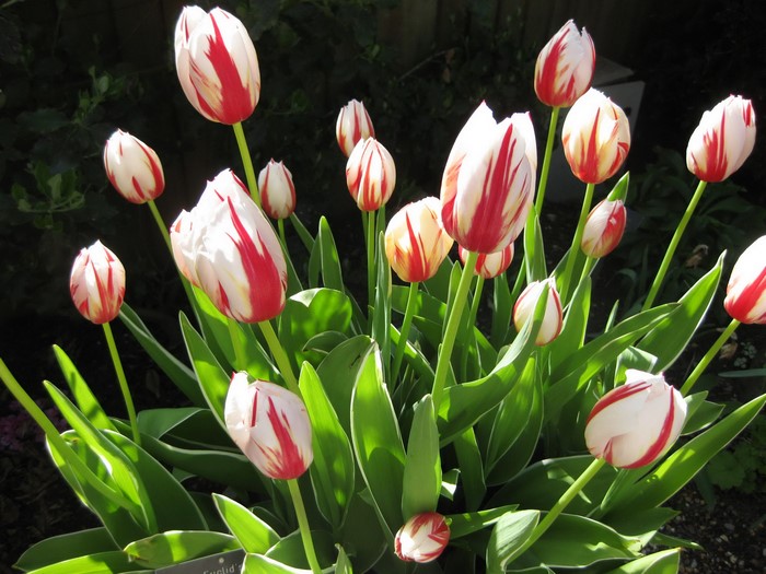 Red and white striped tulips in a garden