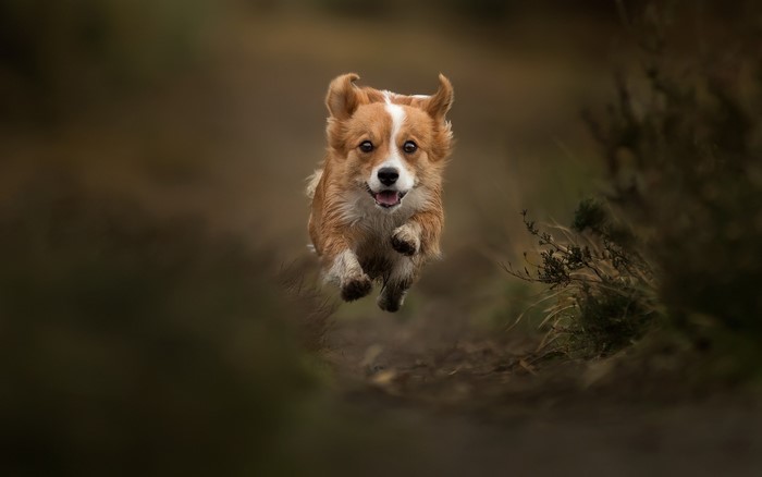 A Welsh Corgi runs and jumps through a field