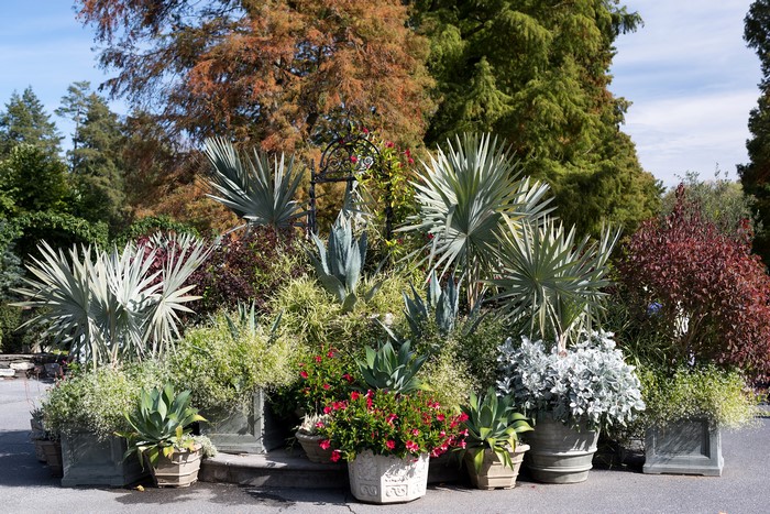 Nemours Mansion and Gardens ornamental plants