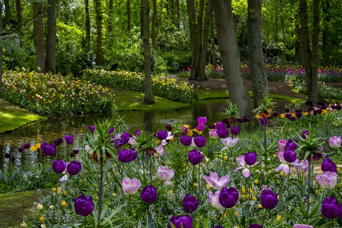 Keukenhof Gardens Netherlands Tulips and Pond