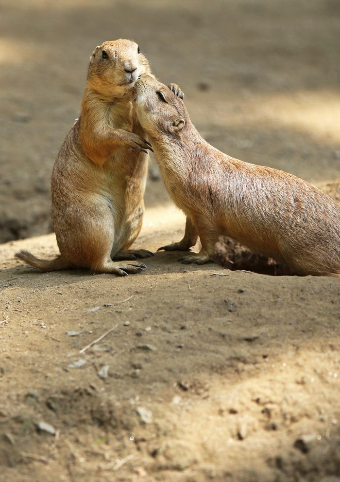 Two prairie dogs hugging
