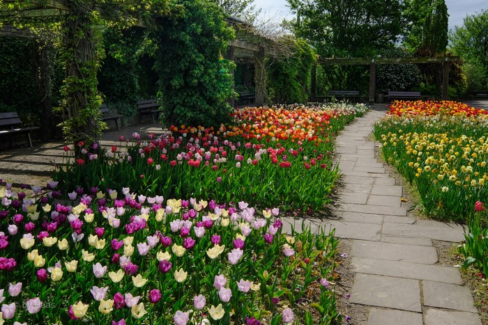 Botanischer Garten Solingen, Germany: Tulip Garden Path