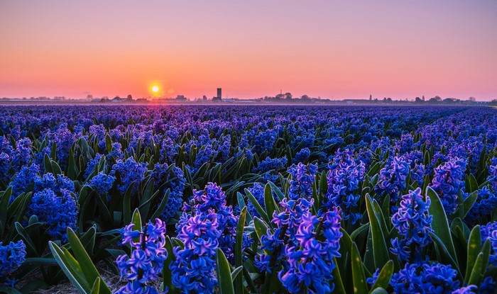 Field of Blue Hyacinths at Sunrise
