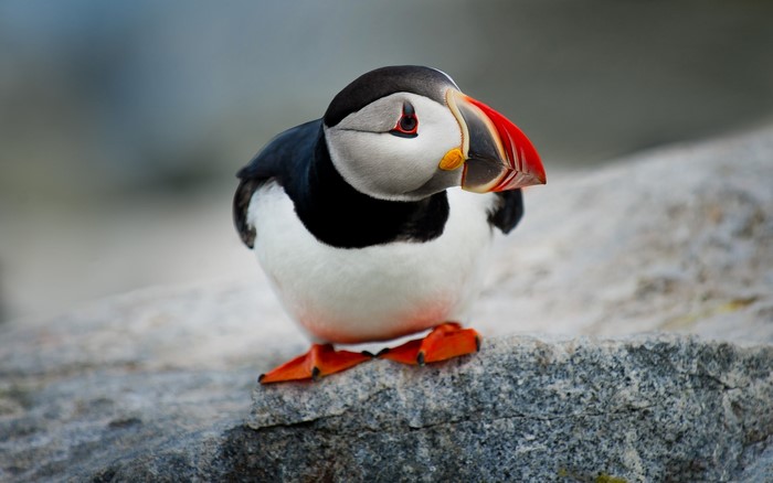 Atlantic Puffin perched on a rock